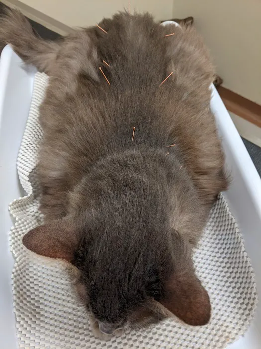 Four Paws Veterinary Holistic Service Picture 7
