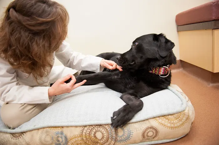 Four Paws Veterinary Holistic Service Picture 8