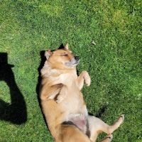 North Olmsted Animal Hospital ico