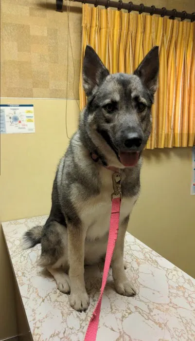 Falls Veterinary Clinic Picture 9