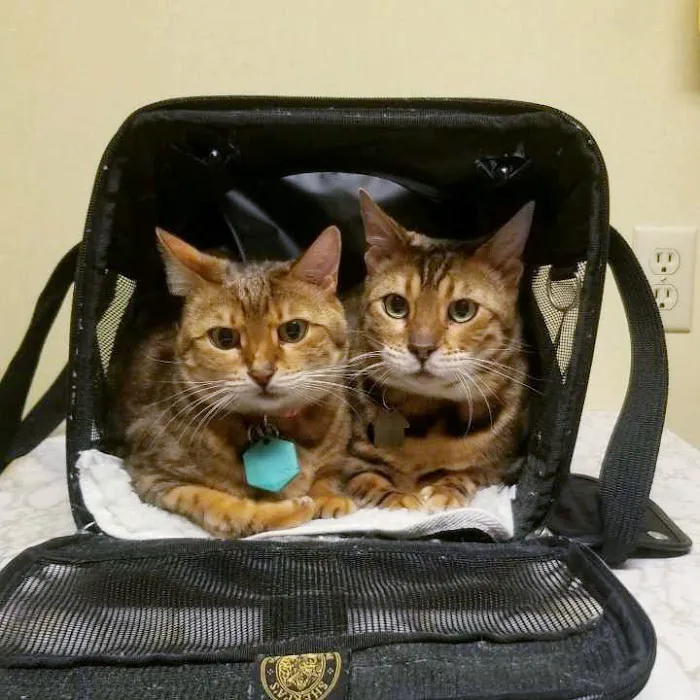 Falls Veterinary Clinic Picture 4