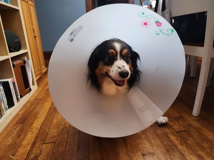 Porter Pet Hospital Picture 2