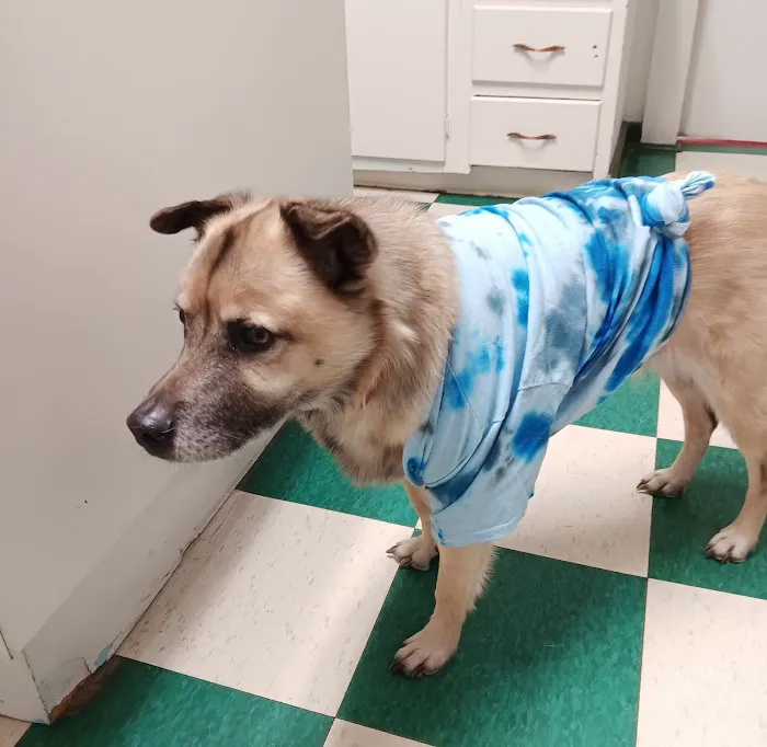Hillview Veterinary Clinic / Bed & Biscuit Picture 9