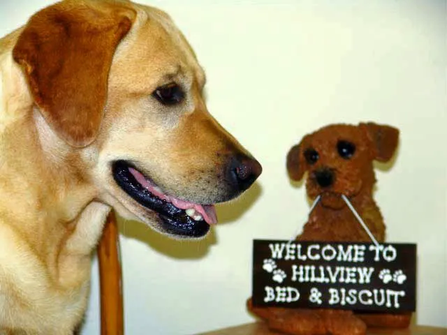 Hillview Veterinary Clinic / Bed & Biscuit Picture 5