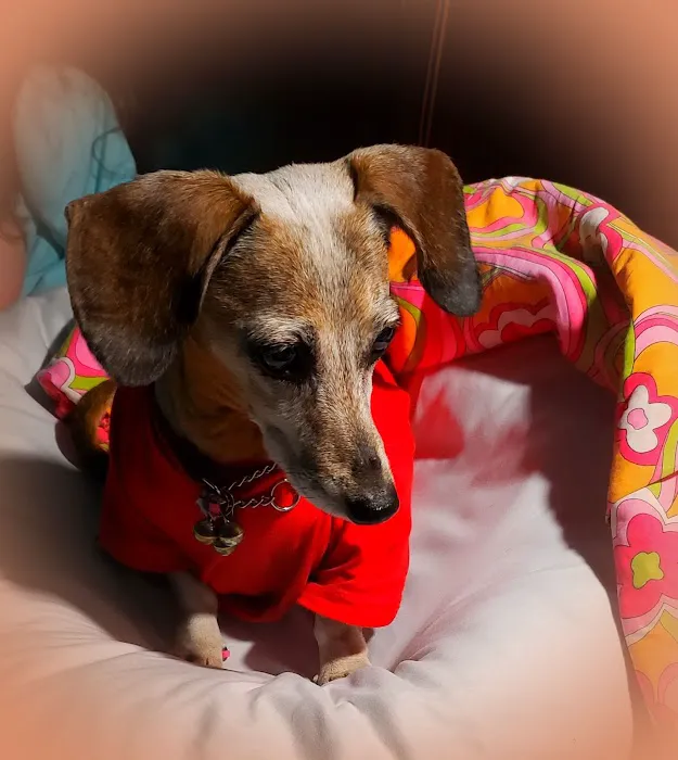 Hillview Veterinary Clinic / Bed & Biscuit Picture 3