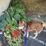 Village Veterinary Care: Myers Lindsey R DVM