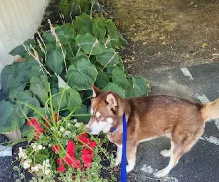 Village Veterinary Care: Myers Lindsey R DVM
