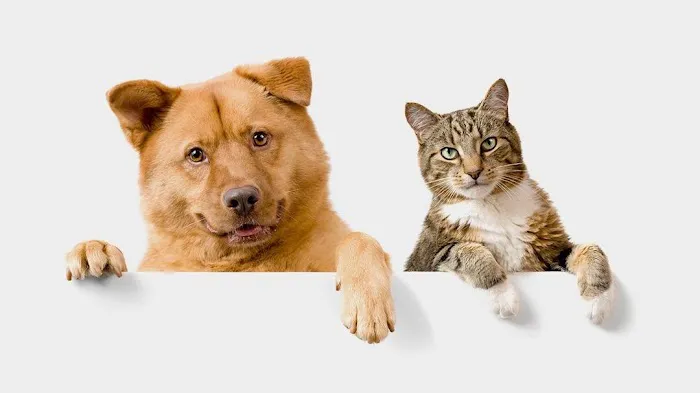 Village Veterinary Care Picture 1