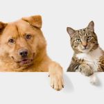 Village Veterinary Care