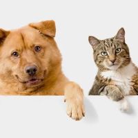 Village Veterinary Care ico