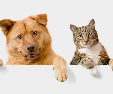 Village Veterinary Care
