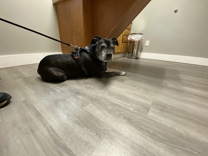 Village Veterinary Care Picture 5