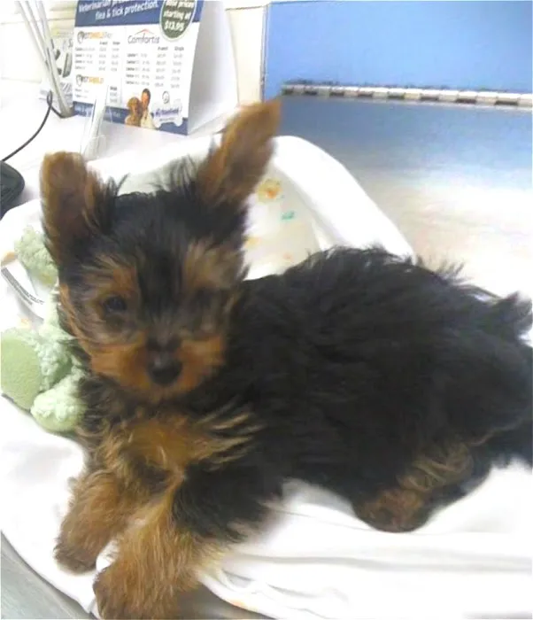 Banfield Pet Hospital Picture 4