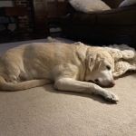 Banfield Pet Hospital