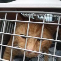Animal Care Hospital of Reynoldsburg ico