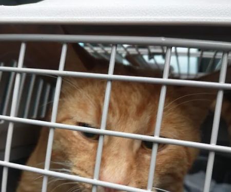 Animal Care Hospital of Reynoldsburg