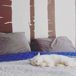 Animal Care Hospital: Schwab Mary Kay DVM