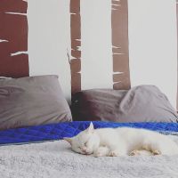 Animal Care Hospital: Schwab Mary Kay DVM ico