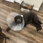 Allpets at Pickerington