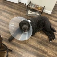 Allpets at Pickerington ico