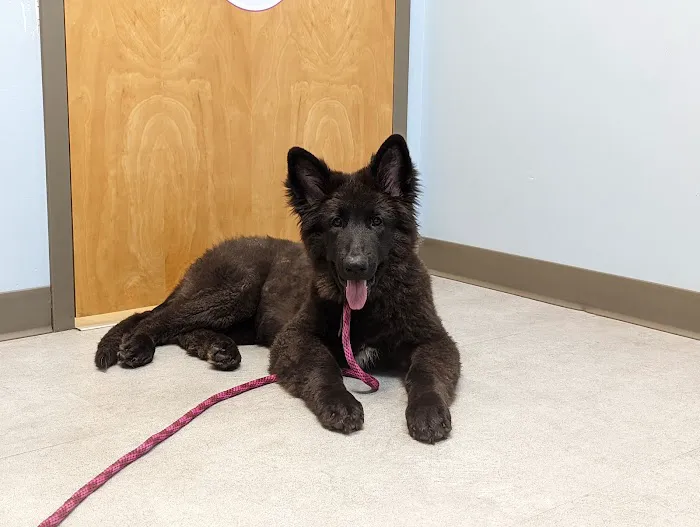 Compassionate Care Animal Hospital Picture 7
