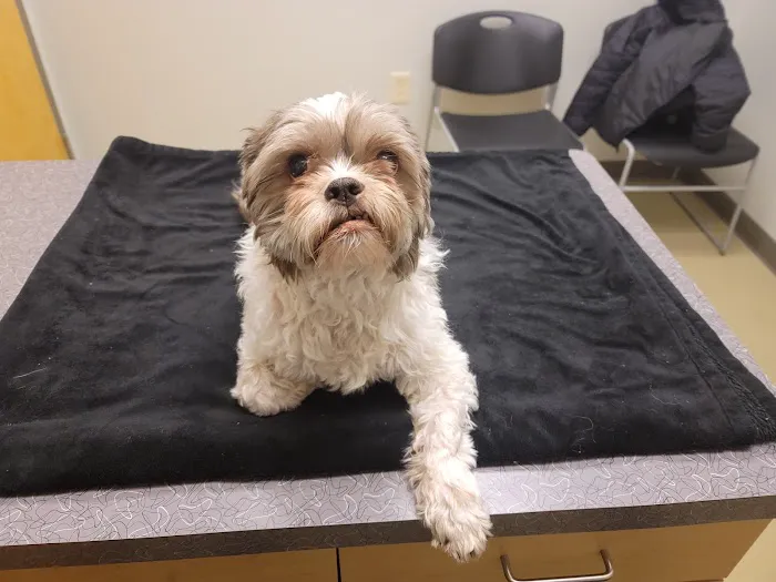 Compassionate Care Animal Hospital Picture 5
