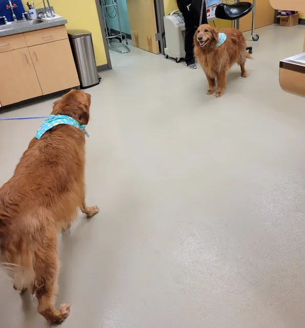Compassionate Care Animal Hospital Picture 1