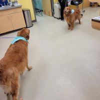 Compassionate Care Animal Hospital ico