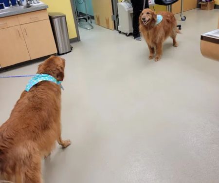 Compassionate Care Animal Hospital