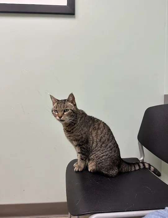 Compassionate Care Animal Hospital Picture 2