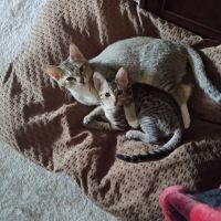 Reynoldsburg Animal Hospital ico