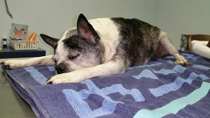 Alexandria Animal Clinic Picture 10