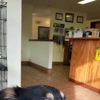 Alexandria Animal Clinic ico