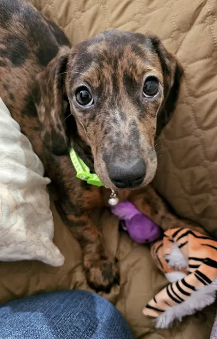 Whole Pet Wellness Center Picture 1