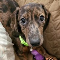 Whole Pet Wellness Center ico
