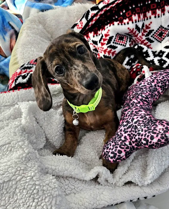 Whole Pet Wellness Center Picture 6