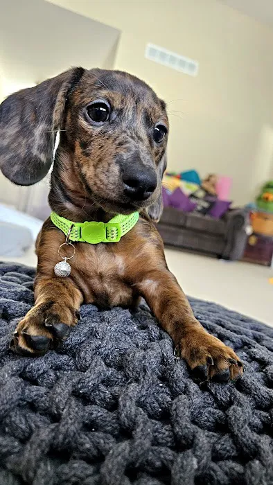 Whole Pet Wellness Center Picture 3