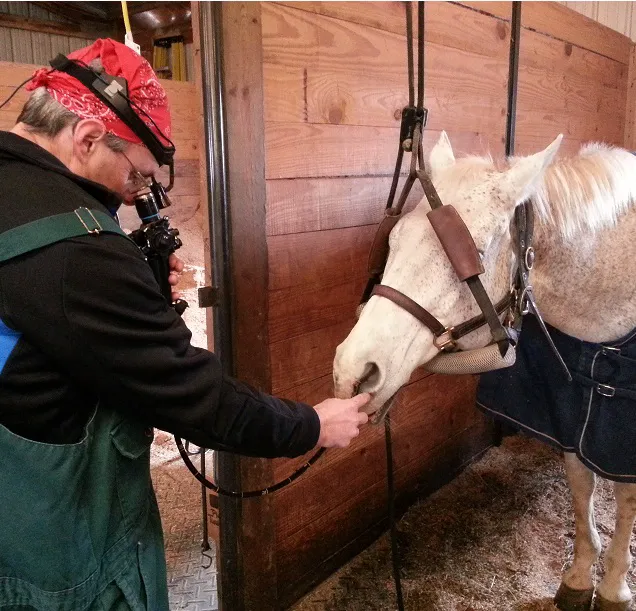 Equine Veterinary Dental Services Picture 1