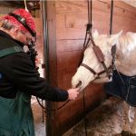Equine Veterinary Dental Services
