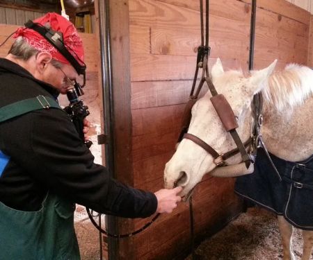 Equine Veterinary Dental Services