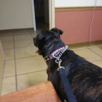 Utica Animal Care Center ico