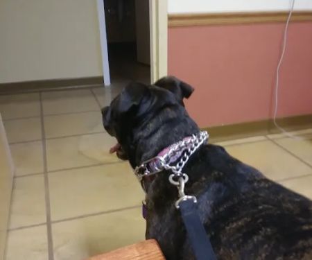 Utica Animal Care Center