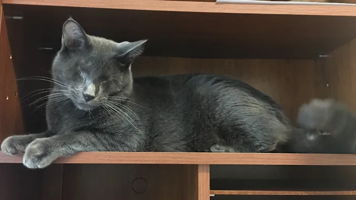 Utica Animal Care Center Picture 10