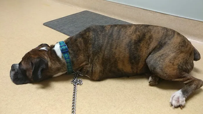 Winchester Veterinary Clinic Picture 9