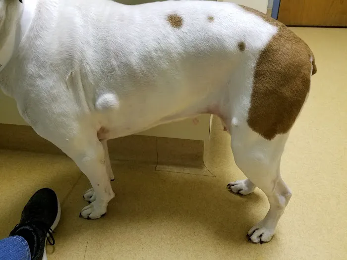 Winchester Veterinary Clinic Picture 5