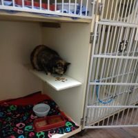 Vet Clinic East: Bowers Sara DVM ico