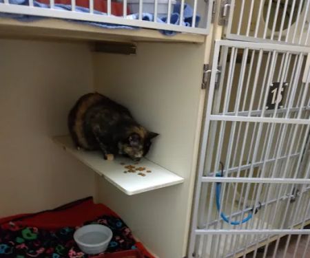 Vet Clinic East: Bowers Sara DVM