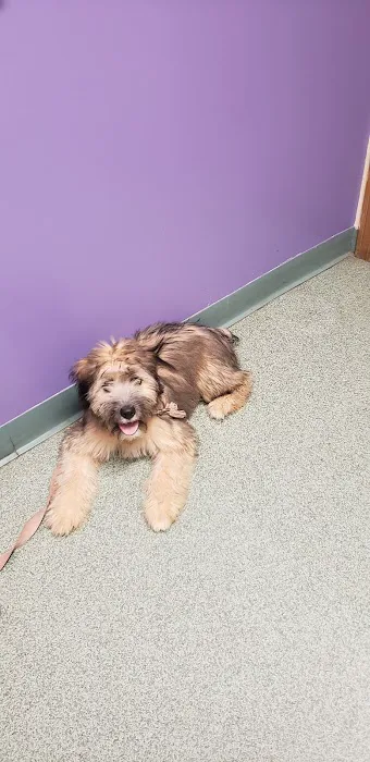 The Vet Clinic East Picture 5