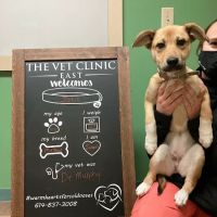 The Vet Clinic East ico