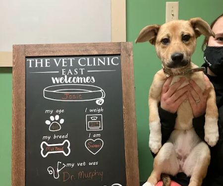 The Vet Clinic East